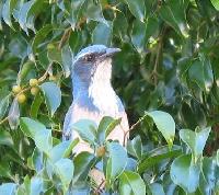 scrub jay in tree